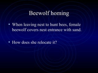 Beewolf homing
• When leaving nest to hunt bees, female
beewolf covers nest entrance with sand.
• How does she relocate it?
 