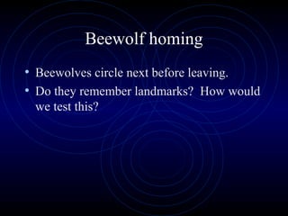 Beewolf homing
• Beewolves circle next before leaving.
• Do they remember landmarks? How would
we test this?
 