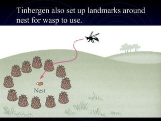 Tinbergen also set up landmarks around
nest for wasp to use.
 