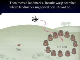 Then moved landmarks. Result: wasp searched
where landmarks suggested nest should be.
.
 