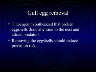 Gull egg removal
• Tinbergen hypothesized that broken
eggshells draw attention to the nest and
attract predators.
• Removing the eggshells should reduce
predation risk.
 