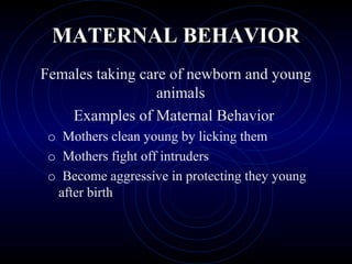 MATERNAL BEHAVIORMATERNAL BEHAVIOR
Females taking care of newborn and young
animals
Examples of Maternal Behavior
o Mothers clean young by licking them
o Mothers fight off intruders
o Become aggressive in protecting they young
after birth
 