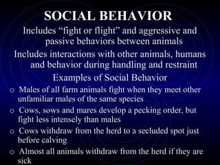 SOCIAL BEHAVIORSOCIAL BEHAVIOR
Includes “fight or flight” and aggressive and
passive behaviors between animals
Includes interactions with other animals, humans
and behavior during handling and restraint
Examples of Social Behavior
o Males of all farm animals fight when they meet other
unfamiliar males of the same species
o Cows, sows and mares develop a pecking order, but
fight less intensely than males
o Cows withdraw from the herd to a secluded spot just
before calving
o Almost all animals withdraw from the herd if they are
sick
 