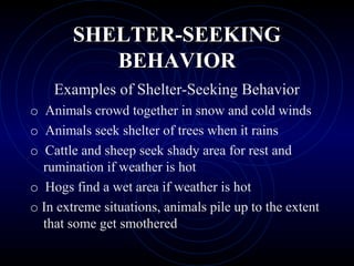 SHELTER-SEEKINGSHELTER-SEEKING
BEHAVIORBEHAVIOR
Examples of Shelter-Seeking Behavior
o Animals crowd together in snow and cold winds
o Animals seek shelter of trees when it rains
o Cattle and sheep seek shady area for rest and
rumination if weather is hot
o Hogs find a wet area if weather is hot
o In extreme situations, animals pile up to the extent
that some get smothered
 