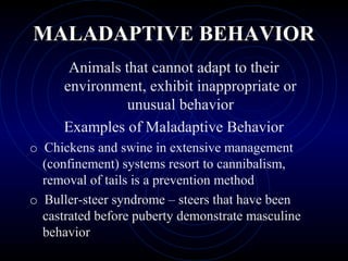 MALADAPTIVE BEHAVIORMALADAPTIVE BEHAVIOR
Animals that cannot adapt to their
environment, exhibit inappropriate or
unusual behavior
Examples of Maladaptive Behavior
o Chickens and swine in extensive management
(confinement) systems resort to cannibalism,
removal of tails is a prevention method
o Buller-steer syndrome – steers that have been
castrated before puberty demonstrate masculine
behavior
 