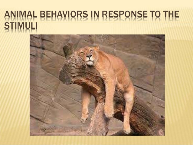 animal behaviors in response to the stimuli p 4 in responce to