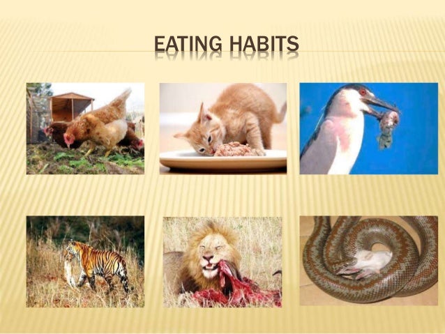 Animal behaviors in response to the stimuli p.4