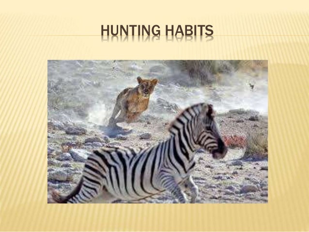 Animal behaviors in response to the stimuli p.4