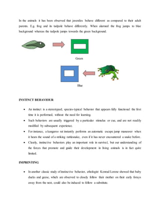 In the animals it has been observed that juveniles behave different as compared to their adult
parents. E.g. frog and its tadpole behave differently. When alarmed the frog jumps to blue
background whereas the tadpole jumps towards the green background.
Green
Blue
INSTINCT BEHAVIOUR
 An instinct is a stereotyped, species-typical behavior that appears fully functional the first
time it is performed, without the need for learning.
 Such behaviors are usually triggered by a particular stimulus or cue, and are not readily
modified by subsequent experience.
 For instance, a kangaroo rat instantly performs an automatic escape jump maneuver when
it hears the sound of a striking rattlesnake, even if it has never encountered a snake before.
 Clearly, instinctive behaviors play an important role in survival, but our understanding of
the forces that promote and guide their development in living animals is in fact quite
limited.
IMPRINTING
 In another classic study of instinctive behavior, ethologist Konrad Lorenz showed that baby
ducks and geese, which are observed to closely follow their mother on their early forays
away from the nest, could also be induced to follow a substitute.
 