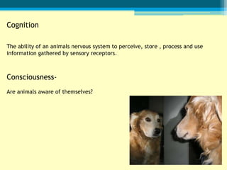 Cognition

The ability of an animals nervous system to perceive, store , process and use
information gathered by sensory receptors.



Consciousness-
Are animals aware of themselves?
 