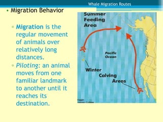 Whale Migration Routes
• Migration Behavior

 ▫ Migration is the
   regular movement
   of animals over
   relatively long
   distances.
 ▫ Piloting: an animal
   moves from one
   familiar landmark
   to another until it
   reaches its
   destination.
 