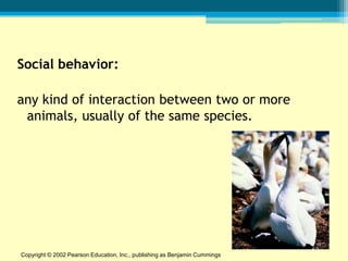 Social behavior:

any kind of interaction between two or more
 animals, usually of the same species.




Copyright © 2002 Pearson Education, Inc., publishing as Benjamin Cummings
 