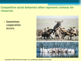 Competitive social behaviors often represent contests for
resources



  • Sometimes
    cooperation
    occurs.




   Copyright © 2002 Pearson Education, Inc., publishing as Benjamin Cummings
 