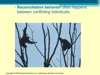  Reconciliation behavior often happens
            between conflicting individuals.




Copyright © 2002 Pearson Education, Inc., publishing as Benjamin Cummings
 