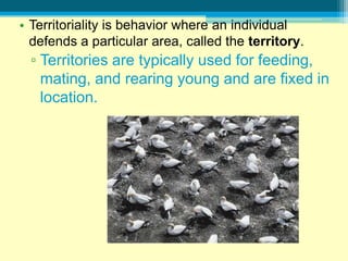 • Territoriality is behavior where an individual
  defends a particular area, called the territory.
  ▫ Territories are typically used for feeding,
    mating, and rearing young and are fixed in
    location.
 