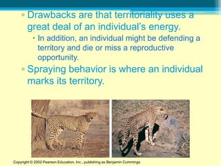 ▫ Drawbacks are that territoriality uses a
      great deal of an individual’s energy.
           In addition, an individual might be defending a
            territory and die or miss a reproductive
            opportunity.
    ▫ Spraying behavior is where an individual
      marks its territory.




Copyright © 2002 Pearson Education, Inc., publishing as Benjamin Cummings
 
