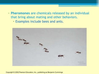 ▫ Pheromones are chemicals released by an individual
    that bring about mating and other behaviors.
       Examples include bees and ants.




Copyright © 2002 Pearson Education, Inc., publishing as Benjamin Cummings
 