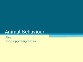 Animal Behaviour
Alex
www.slipperlimpet.co.uk
 