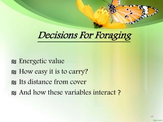 ₪ Energetic value
₪ How easy it is to carry?
₪ Its distance from cover
₪ And how these variables interact ?
Decisions For Foraging
10
 