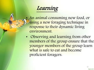 Learning
• An animal consuming new food, or
using a new foraging technique in
response to their dynamic living
environment.
• Observing and learning from other
members of the group ensure that the
younger members of the group learn
what is safe to eat and become
proficient foragers.
12
 