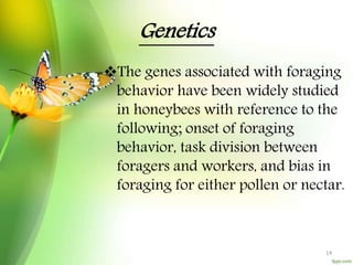 Genetics
The genes associated with foraging
behavior have been widely studied
in honeybees with reference to the
following; onset of foraging
behavior, task division between
foragers and workers, and bias in
foraging for either pollen or nectar.
14
 