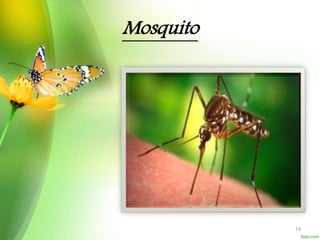 Mosquito
19
 