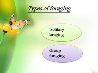 Types of foraging
Group
foraging
Solitary
foraging
20
 