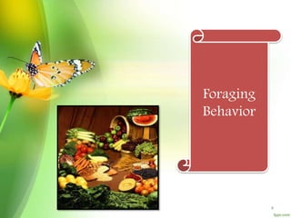 Foraging
Behavior
4
 