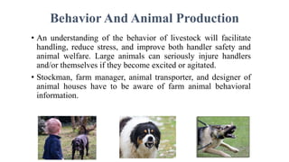 Behavior And Animal Production
• An understanding of the behavior of livestock will facilitate
handling, reduce stress, and improve both handler safety and
animal welfare. Large animals can seriously injure handlers
and/or themselves if they become excited or agitated.
• Stockman, farm manager, animal transporter, and designer of
animal houses have to be aware of farm animal behavioral
information.
 