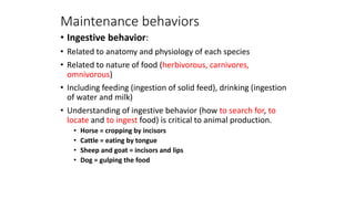 Maintenance behaviors
• Ingestive behavior:
• Related to anatomy and physiology of each species
• Related to nature of food (herbivorous, carnivores,
omnivorous)
• Including feeding (ingestion of solid feed), drinking (ingestion
of water and milk)
• Understanding of ingestive behavior (how to search for, to
locate and to ingest food) is critical to animal production.
• Horse = cropping by incisors
• Cattle = eating by tongue
• Sheep and goat = incisors and lips
• Dog = gulping the food
 