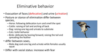 Eliminative behavior
• Evacuation of faces (defecation) and urine (urination)
• Posture or stance of elimination differ between
species,
– Horse: following defecation turn and smell the spot
– Cattle: raising of tail and arching of back
– Dog: raising one leg and urinate to substrate
– Cats: toilet behavior
– Birds: defecate by leaning forward, raising the tail and
spreading the feather
• differ between sexes,
– Male dog cock one leg and urinate while females usually
squat
• Differ with social status: increase with fear
 