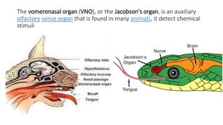 The vomeronasal organ (VNO), or the Jacobson's organ, is an auxiliary
olfactory sense organ that is found in many animals, it detect chemical
stimuli
 