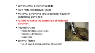 • Low maternal behavior (rabbit)
• High maternal behavior (dog)
• Maternal behavior is innate behavior however
experience play a role
• Factors influence the expression of maternal
behavior:
• Internal factors
• Hereditary (gene expression)
• Hormones (Prolactine)
• Experience
• External factors
• Smell, sound, and appearance of newborn
 