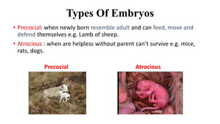 Types Of Embryos
• Precocial: when newly born resemble adult and can feed, move and
defend themselves e.g. Lamb of sheep.
• Atrocious : when are helpless without parent can’t survive e.g. mice,
rats, dogs.
Precocial Atrocious
 