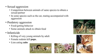• Sexual aggression
• Competition between animals of same species to obtain a
sexual partner
• In some species such as the cat, mating accompanied with
aggression
• Predatory aggression
• Food-getting behavior
• Some animals attack to obtain food
• Infanticide
• Killing of very young animals by adult
• Female rodents kill pups.
• Lion eating cubs
 