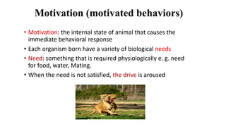 Motivation (motivated behaviors)
• Motivation: the internal state of animal that causes the
immediate behavioral response
• Each organism born have a variety of biological needs
• Need: something that is required physiologically e. g. need
for food, water, Mating.
• When the need is not satisfied, the drive is aroused
 