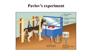 Pavlov’s experiment
 