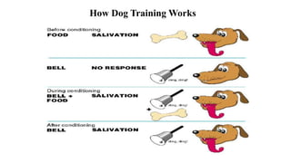 How Dog Training Works
 