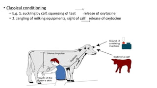 • Classical conditioning
• E.g. 1. suckling by calf, squeezing of teat release of oxytocine
• 2. Jangling of milking equipments, sight of calf release of oxytocine
 