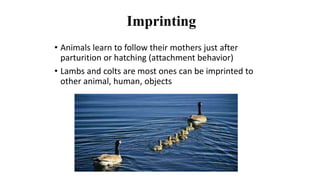 Imprinting
• Animals learn to follow their mothers just after
parturition or hatching (attachment behavior)
• Lambs and colts are most ones can be imprinted to
other animal, human, objects
 