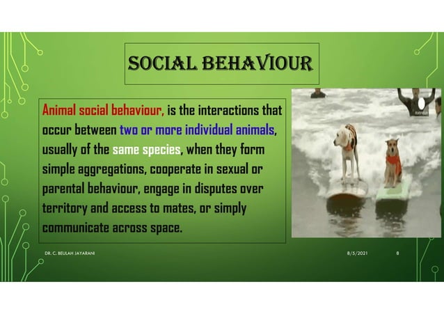 Animal behaviour | PPT