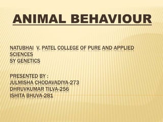 NATUBHAI V. PATEL COLLEGE OF PURE AND APPLIED
SCIENCES
SY GENETICS
PRESENTED BY :
JULMISHA CHODAVADIYA-273
DHRUVKUMAR TILVA-256
ISHITA BHUVA-281
ANIMAL BEHAVIOUR
 