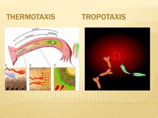 Animal Behaviour.pptx