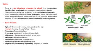 Nasties
• These are non directional responses to stimuli (e.g. temperature,
humidity, light irradiance), and are usually associated with plants.
• The movement can be due to changes in turgor or changes in growth.
• Nastic movements differ from tropic movements in that the direction of
tropic responses depends on the direction of the stimulus, whereas the
direction of nastic movements is independent of the stimulus position.
• Types of nasties
• Epinasty: Downward-bending from growth at the top.
Example- Bending down of a heavy flower.
• Photonasty: Response to light.
• Nyctinasty: Movements at night or in the dark.
• Chemonasty: Response to chemicals or nutrients .
• Hydronasty: Response to water.
• Thermonasty: Response to temperature.
• Geonasty/gravinasty: Response to gravity.
• Thigmonasty/seismonasty/haptonasty: Response to contact.
Mimosa pudica plant
 