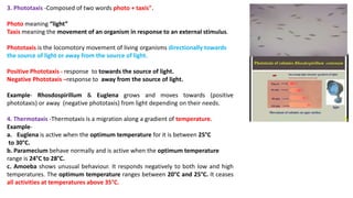 3. Phototaxis -Composed of two words photo + taxis".
Photo meaning “light”
Taxis meaning the movement of an organism in response to an external stimulus.
Phototaxis is the locomotory movement of living organisms directionally towards
the source of light or away from the source of light.
Positive Phototaxis - response to towards the source of light.
Negative Phototaxis –response to away from the source of light.
Example- Rhosdospirillum & Euglena grows and moves towards (positive
phototaxis) or away (negative phototaxis) from light depending on their needs.
4. Thermotaxis -Thermotaxis is a migration along a gradient of temperature.
Example-
a. Euglena is active when the optimum temperature for it is between 25°C
to 30°C.
b. Paramecium behave normally and is active when the optimum temperature
range is 24°C to 28°C.
c. Amoeba shows unusual behaviour. It responds negatively to both low and high
temperatures. The optimum temperature ranges between 20°C and 25°C. It ceases
all activities at temperatures above 35°C.
 