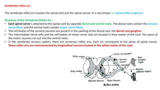 Vertebrate reflex arc-
The vertebrate reflex arc involves the spinal cord and the spinal nerves. It is also known as 'spinal reflex response'.
Structure of the Vertebrate Reflex Arc –
• Each spinal nerve is attached to the spinal cord by separate dorsal and ventral roots. The dorsal roots contain the sensory
nerve fibres and the ventral roots contain motor nerve fibres.
• The cell bodies of the sensory neurons are present in the swelling of the dorsal root, the dorsal root ganglion.
• The intermediate nerve cells and the cell bodies of motor nerve cells are located in they matter of the cord. The axons of
the motor neurons run out into the ventral roots.
• In the vertebrate nervous system, there are numerous reflex arcs. Each arc correspond to the series of spinal nerves.
These reflex arcs are interconnected by longitudinal neurons located in the white matter of the cord.
 