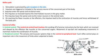 Reflex path
1. Stimulation is perceived by pain receptors in the skin.
2. Impulses are triggered or initiated in the sensory neuron of the concerned part of the body.
3. Impulses enter the spinal cord via dorsal roots.
4. The impulses so received traverse the intermediate neurons in the grey matter.
5. The impulses leave the spinal cord via the motor neurons in the ventral roots.
6. On reaching the flexor muscles or the effectors, the impulses lead to the contraction of muscles and hence withdrawal of
the body part.
Control of reflex
1. Central control- The control at central level involves the sending off of precise instructions by the brain which are received
and obeyed by the effectors like muscles or the concerned organs. Movement of eye-ball and swallowing movements in
mammals involve the coordination of muscles.
2. Peripheral control- The sensory and muscular systems help in the control at peripheral level. Such reflex control plays an
important role in the movement of limbs when subjected to loads.
 