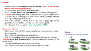 Instincts
• Instinct is the kind of behaviour which is natural, and it is not acquired
through previous learning experience.
• This behaviour is present in the animal since birth.
• Due to a specific stimulus this kind of behaviour is in a fixed activity pattern.
• Example: birds building their nests or the formation of groups for protection.
An instinct should be distinguished from a reflex, which is a simple response
of an organism to a specific stimulus .
• such as the contraction of the pupil in response to bright light or the
spasmodic movement of the lower leg when the knee is tapped .
• The behavior in fixed way is called fixed action pattern (FAP).
Fixed Action Patterns
• A fixed action pattern (FAP) is a sequence of unlearned, innate behaviors that
is unchangeable.
• Once initiated, it is usually carried to completion.
• A FAP is triggered by an external sensory stimulus known as a sign stimulus.
Example-Lorenz and Tinbergen (1938) examined egg-rolling behavior in the
greylag geese.
• If the egg slipped away, she continued the motion.
• Once started, the behavior must be completed in a specific way.
 