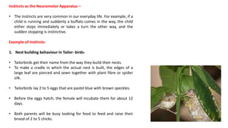 Instincts as the Neuromotor Apparatus –
• The instincts are very common in our everyday life. For example, if a
child is running and suddenly a buffalo comes in the way, the child
either stops immediately or takes a turn the other way, and the
sudden stopping is instinctive.
Example of Instincts-
1. Nest building behaviour in Tailor- birds-
• Tailorbirds get their name from the way they build their nests.
• To make a cradle in which the actual nest is built, the edges of a
large leaf are pierced and sewn together with plant fibre or spider
silk.
• Tailorbirds lay 2 to 5 eggs that are pastel blue with brown speckles.
• Before the eggs hatch, the female will incubate them for about 12
days.
• Both parents will be busy looking for food to feed and raise their
brood of 2 to 5 chicks.
 