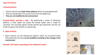 Types of Instincts
1.Closed instincts:
• Closed instincts have fixed motor patterns which are preprogrammed.
• They are already fed in the neural circuit from the beginning
• They are not modified by the environment.
Example-Spider spinning a web - By performing a series of behaviour
patterns, a male spider can locate the female spider who is ready for
courtship. The courtship signals include specific leg movements and the use
of silk to capture the female in a special way.
2 . Open instincts:
• Open instincts are the behavioural patterns which are functional when
first performed, but they can be modified according to the changes in the
environment.
Example- Gull chicks responding to the cardboard models
 